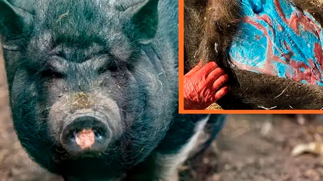 Cerdos salvajes presentan carne azul por consumo de veneno para ratas