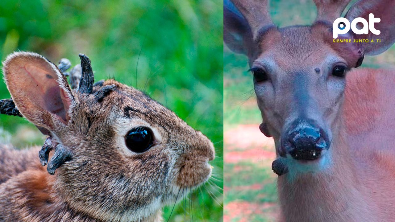 Ciervos con bultos virales: veterinarios aclaran que no son peligrosos para personas ni mascotas
