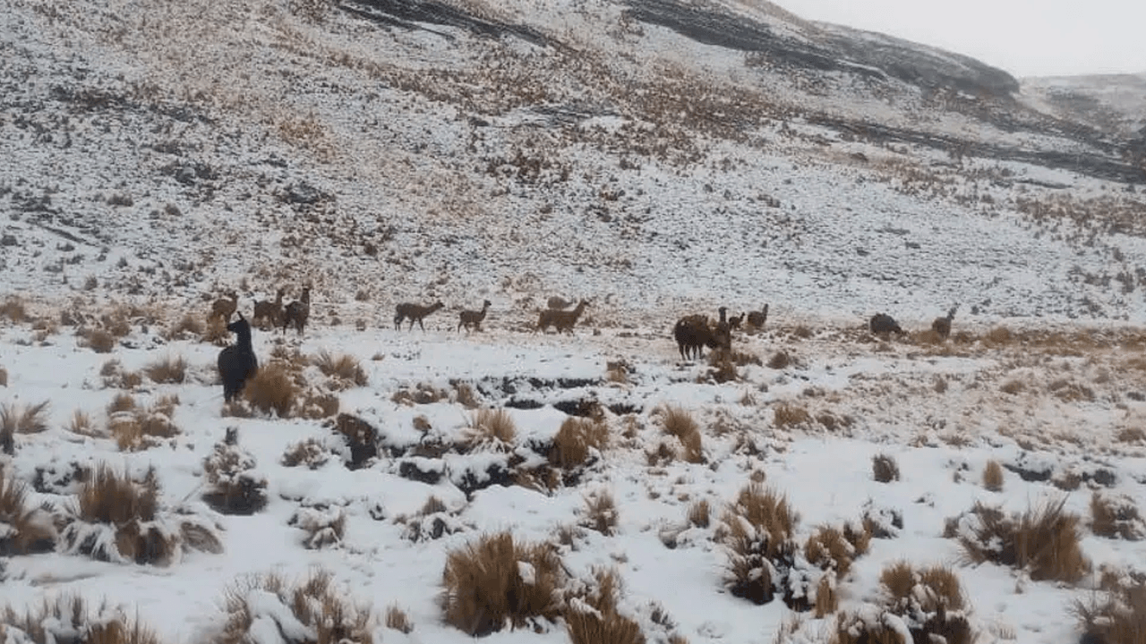  Intensa nevada provoca la muerte de más de 600 camélidos en Cocapata y afecta a 22 comunidades