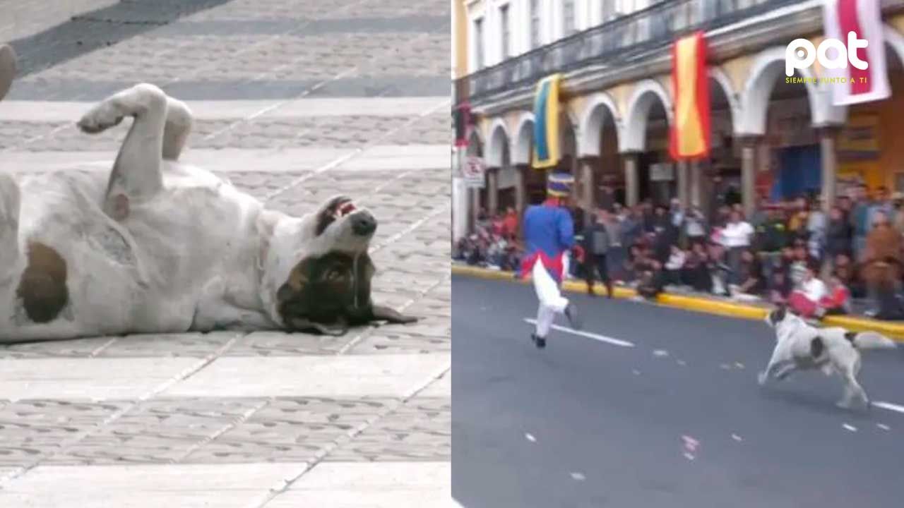 Perro se convierte en la atracción principal durante escenificación del grito libertario en Cochabamba