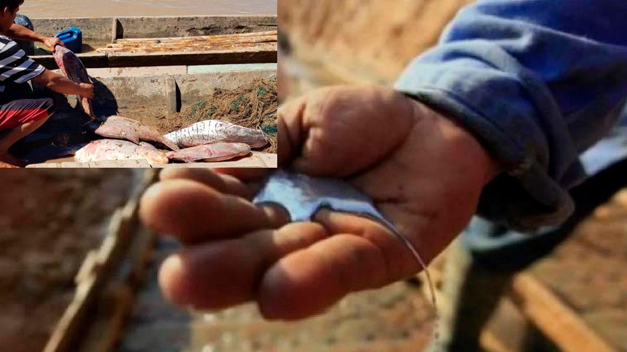 Comunidades de Esse Ejja y Tsiman corren peligro por alto nivel de contaminación del mercurio