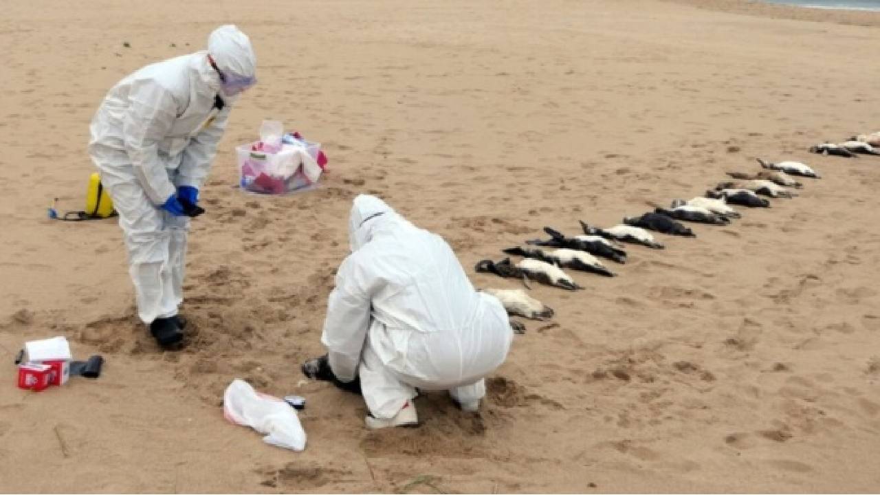 Hallan 300 pingüinos sin vida en las playas de Uruguay