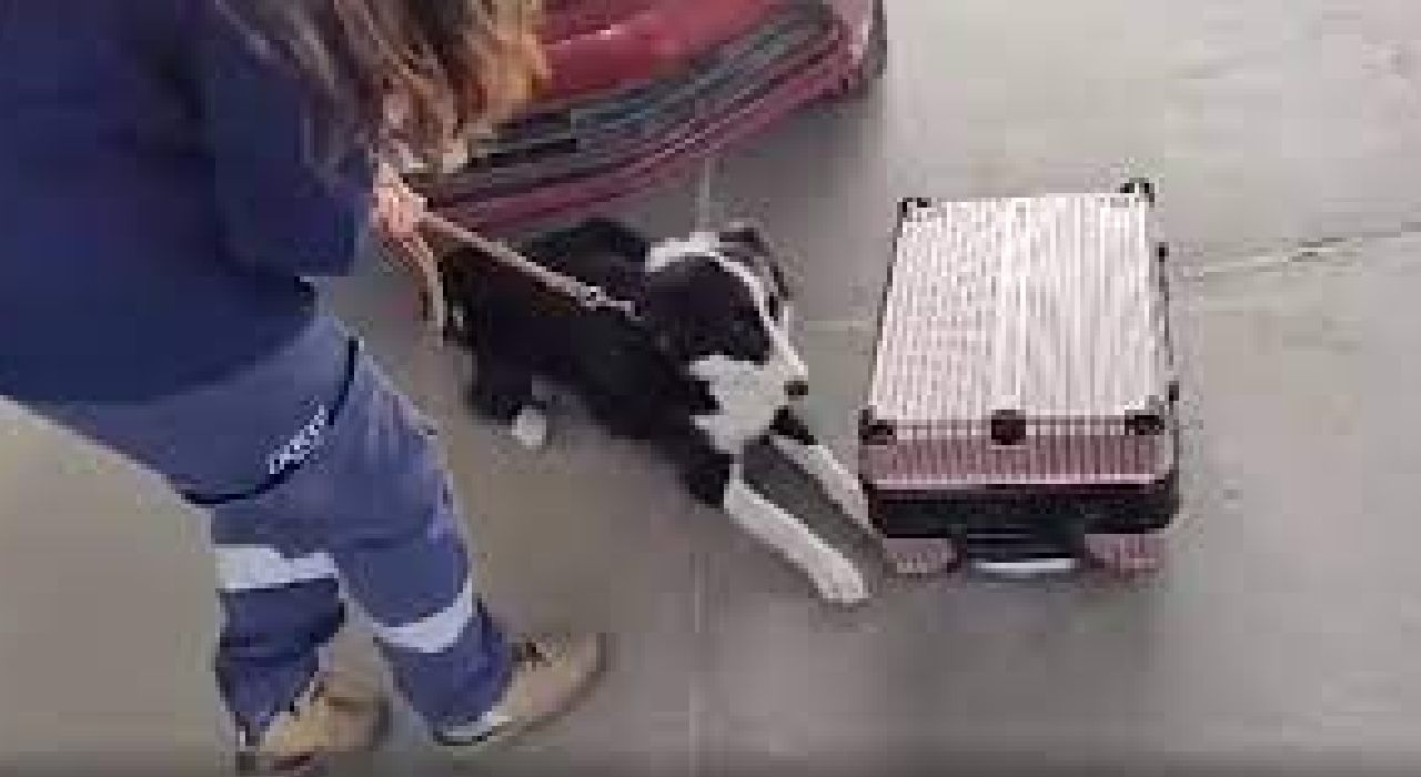 Perra Aduanera detecta el ingreso irregular de 30 mil dólares a Argentina 