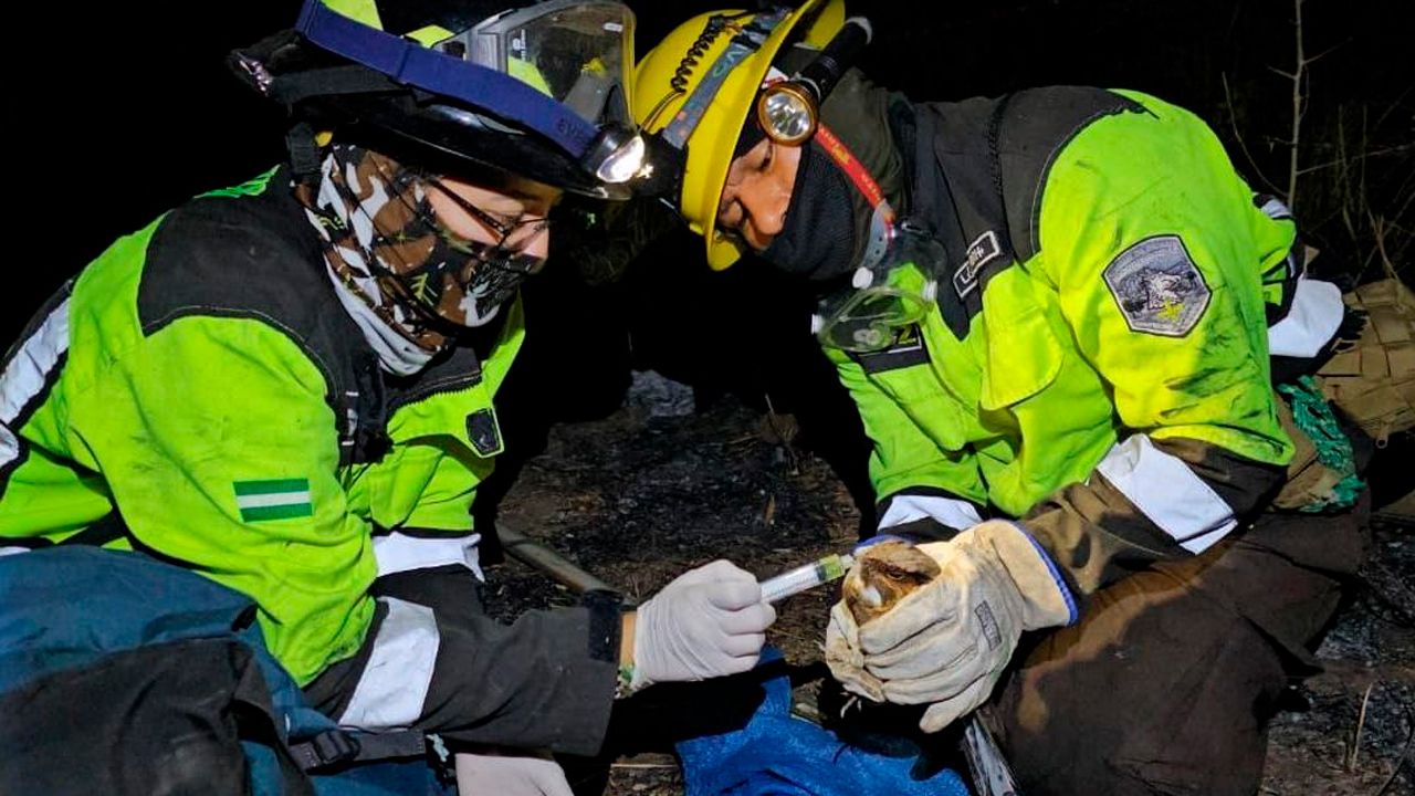 Gobernación rescata fauna afectada por incendios en Guarayos
