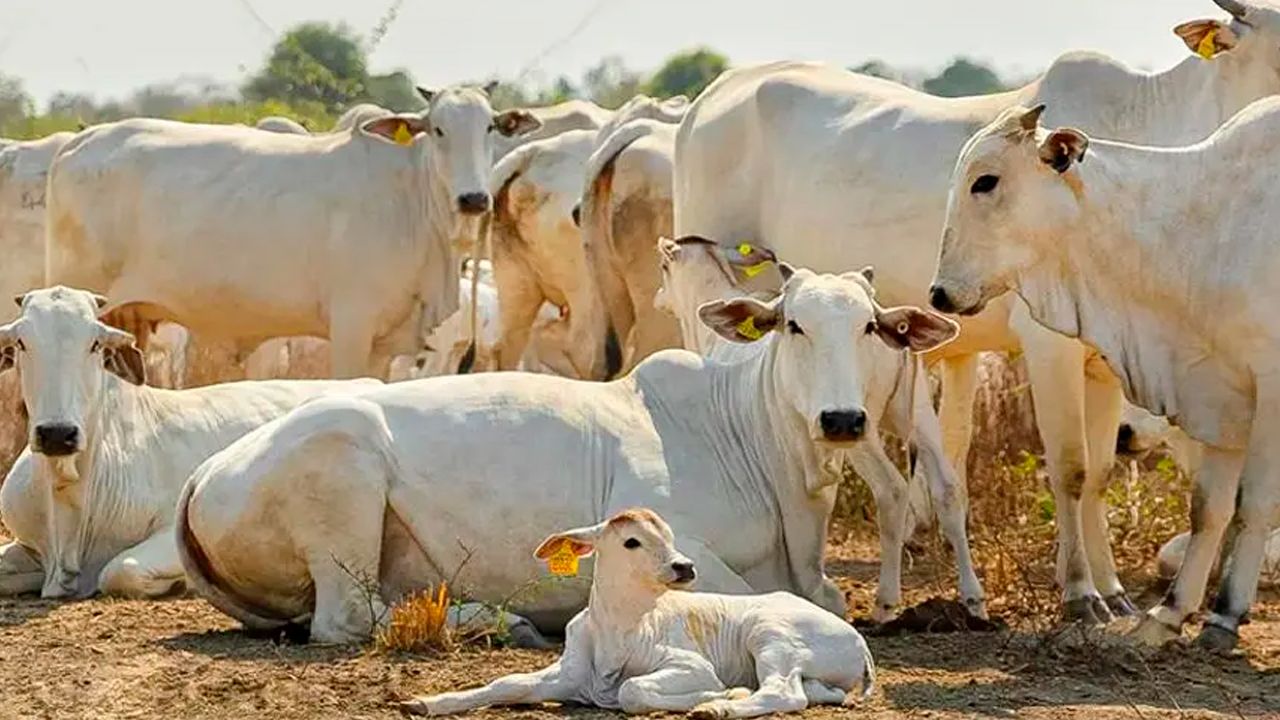 Ganaderos destacan acuerdo con China que amplía exportación de carne y vísceras bolivianas