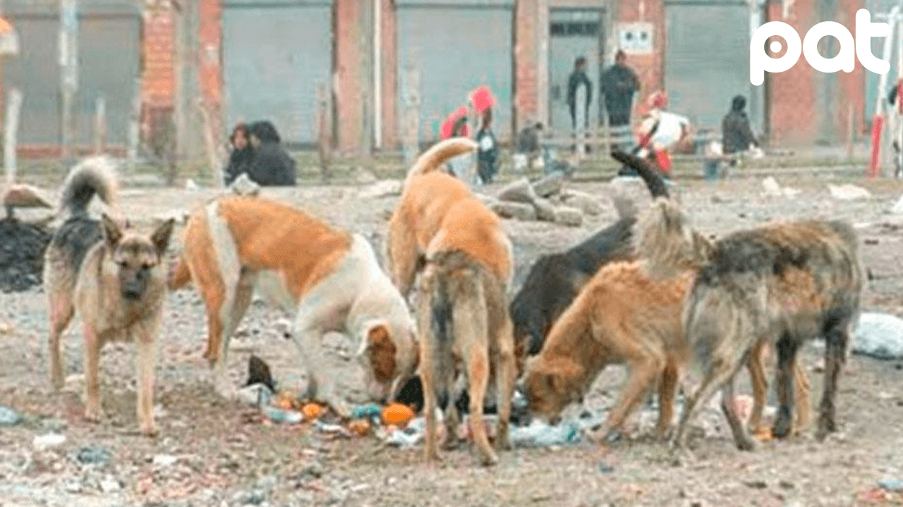 Mascotas aumentan: ahora hay una por cada dos personas en La Paz