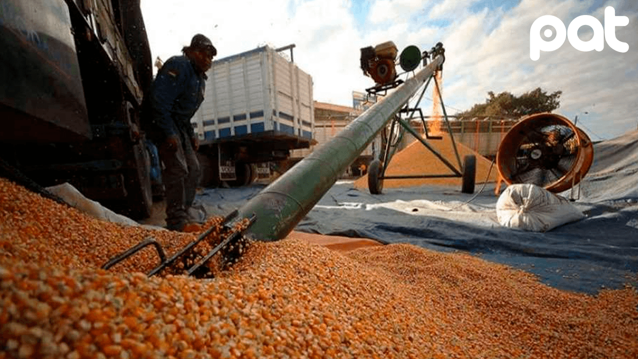 Emapa garantiza entrega normal de maíz al sector pecuario boliviano