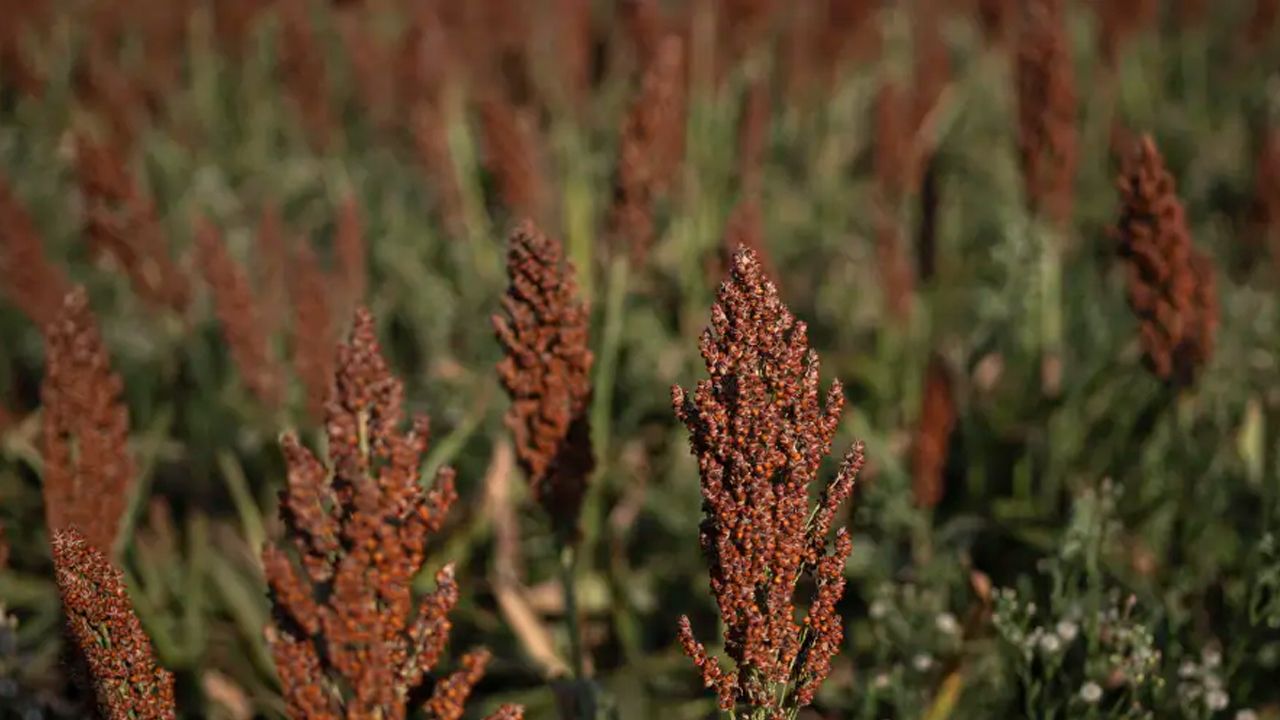 Diecinueve empresas bolivianas se preparan para exportar sorgo a China