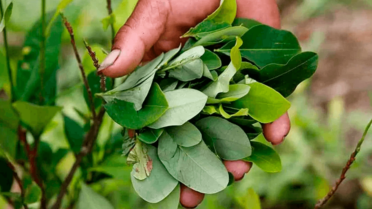 La UE atribuye a factores técnicos y al cambio de Gobierno el retraso del informe sobre cultivos de coca 2024