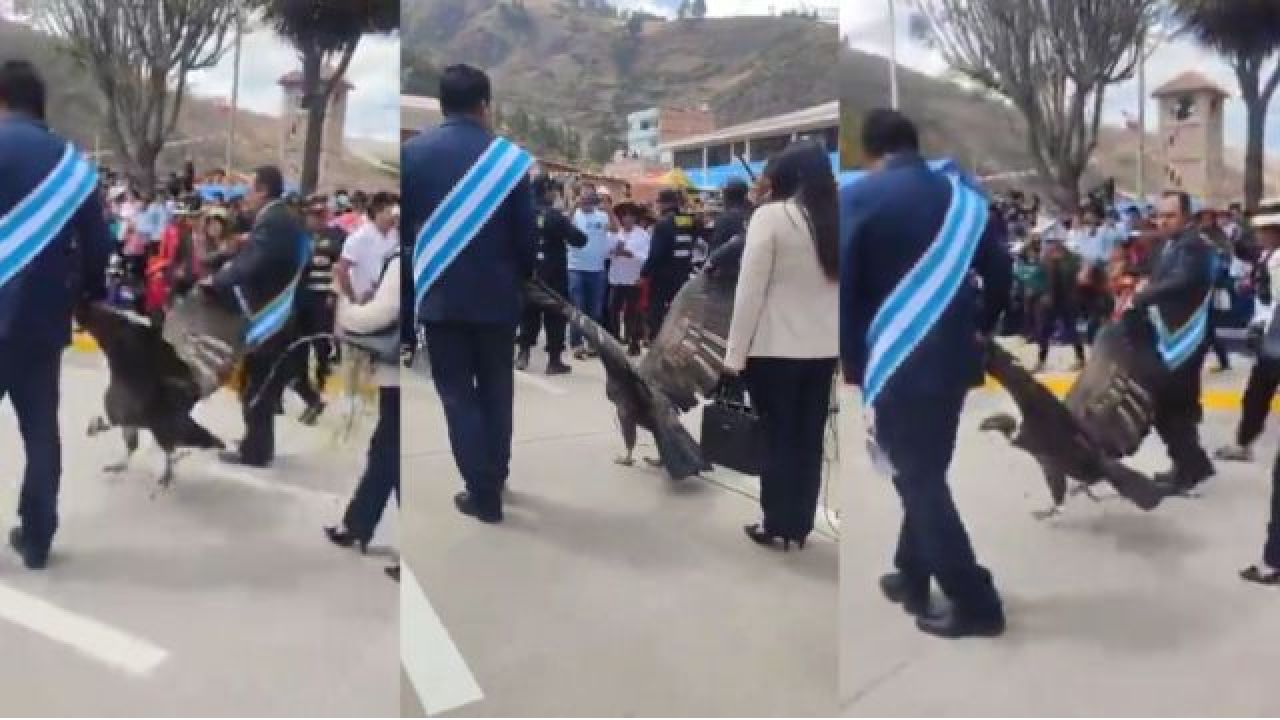 Atentado contra un cóndor andino en Perú: lo amarraron y arrastraron durante un desfile cívico