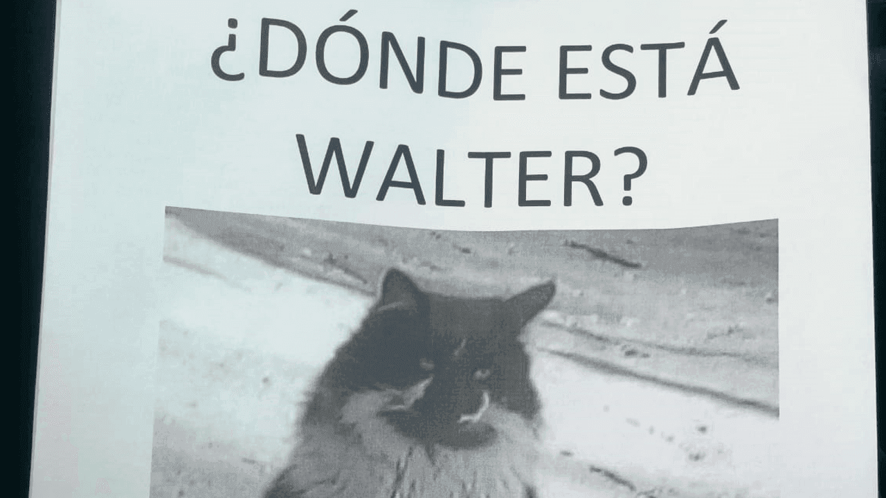 Difunden imágenes de la mujer que se llevó al gato Walter