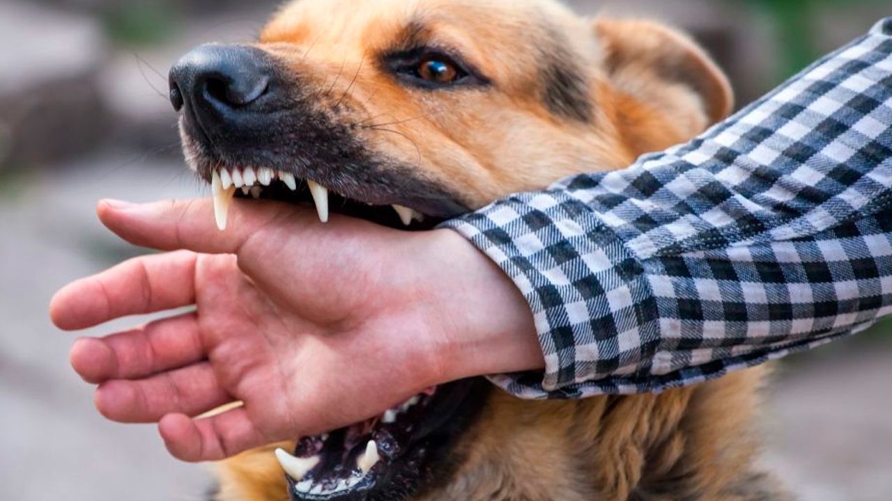 Confirman caso de rabia canina tras más de dos años en Santa Cruz