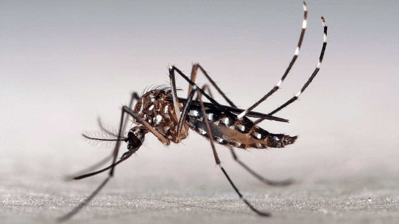 Sedes alerta riesgo de brote epidémico de dengue en barrios de Tarija