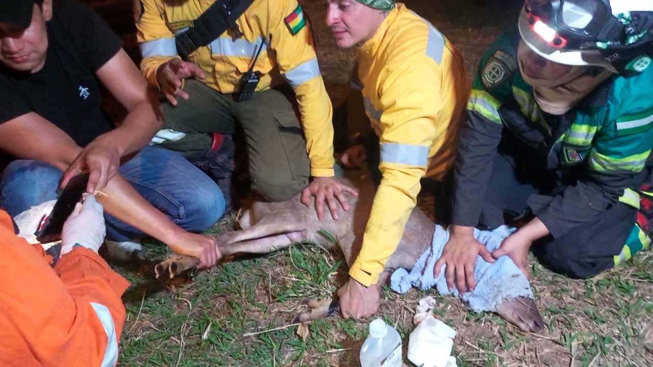 Bomberos rescatan una Urina en el incendio de la zona de Viru Viru, esfuerzos en curso tras más de 6 horas
