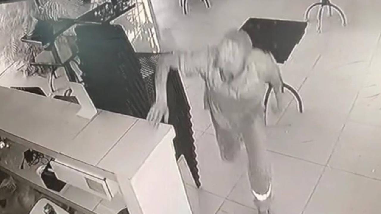 Captan a delincuente robando un local en la avenida Beni