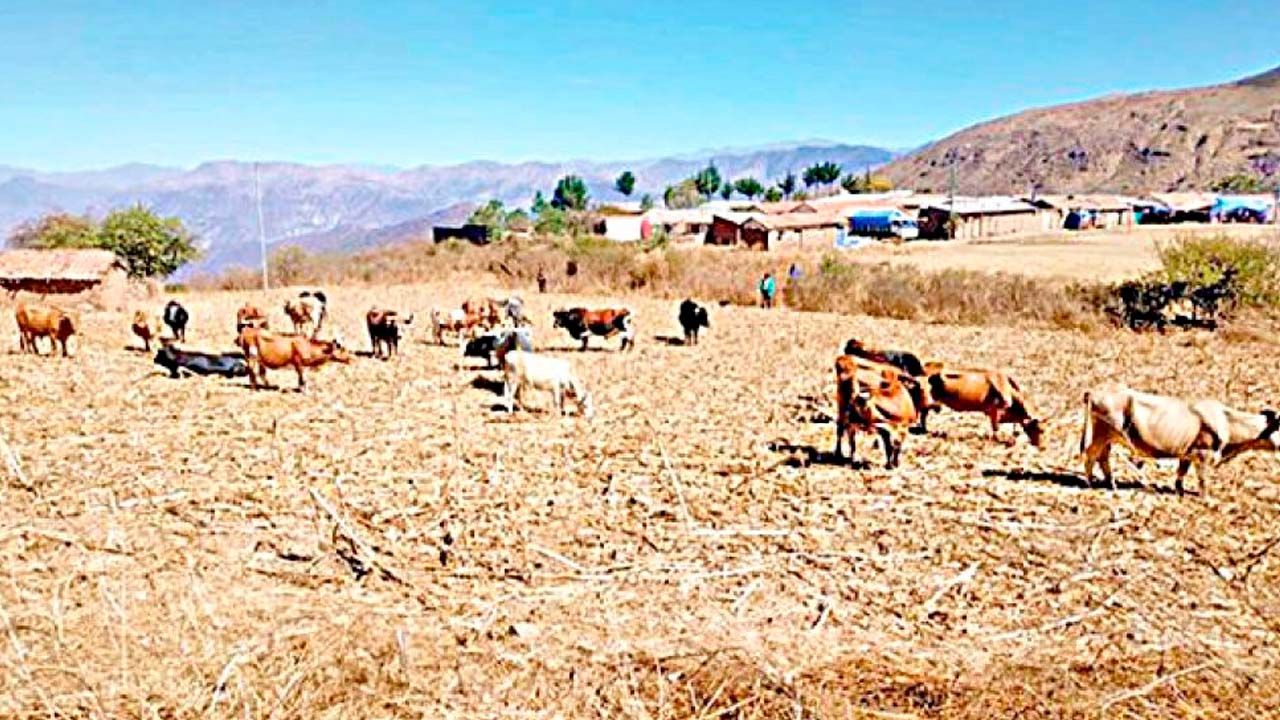 Sequía afecta a 18 municipios de Chuquisaca y deja más de 3.800 familias damnificadas