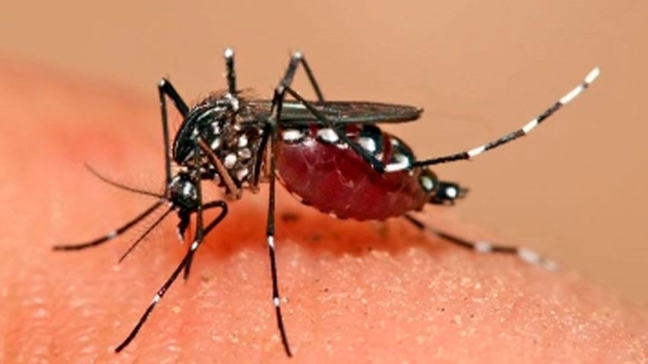 Alistan campaña preventiva por chikungunya en Cochabamba