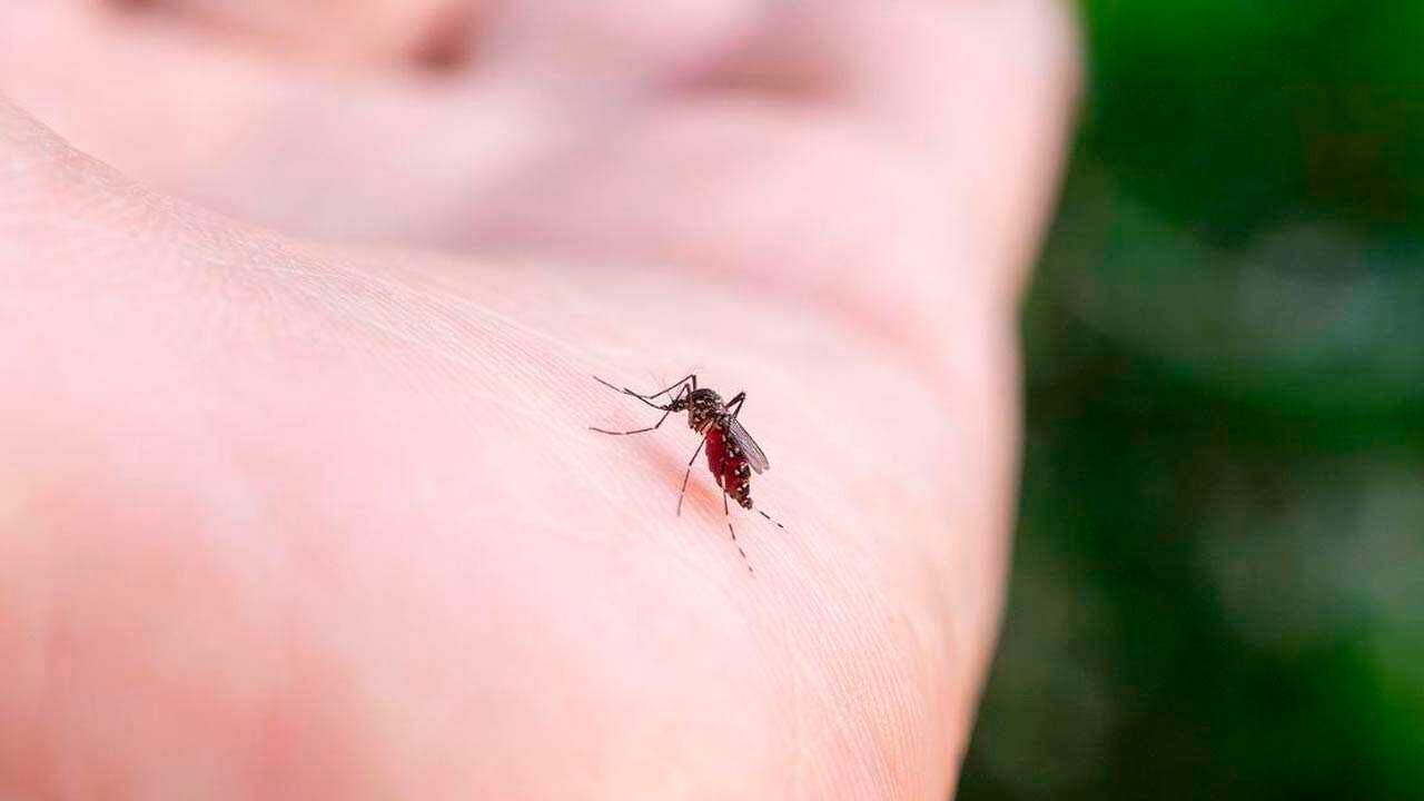 Chikungunya: disminuyen los  internados en Santa Cruz de la  Sierra