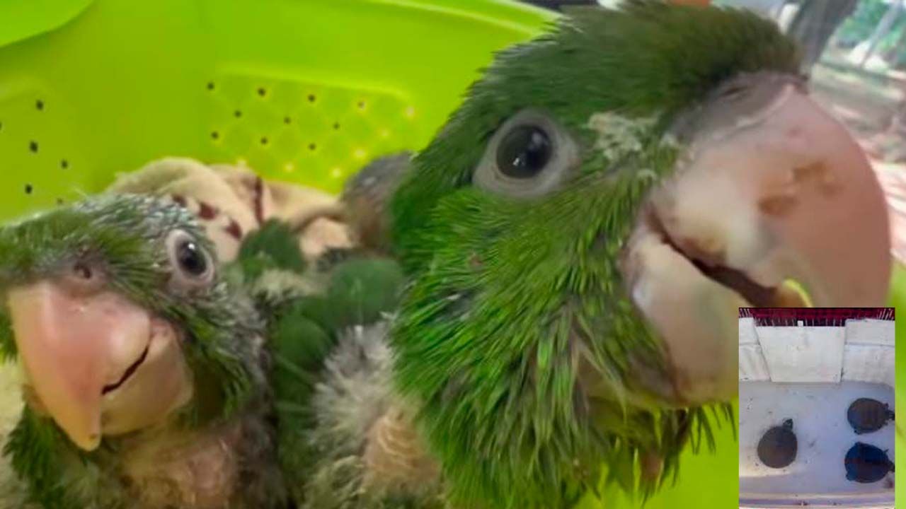 Rescatan tortugas, loros y parabas azules en operativo contra tráfico de fauna en Warnes
