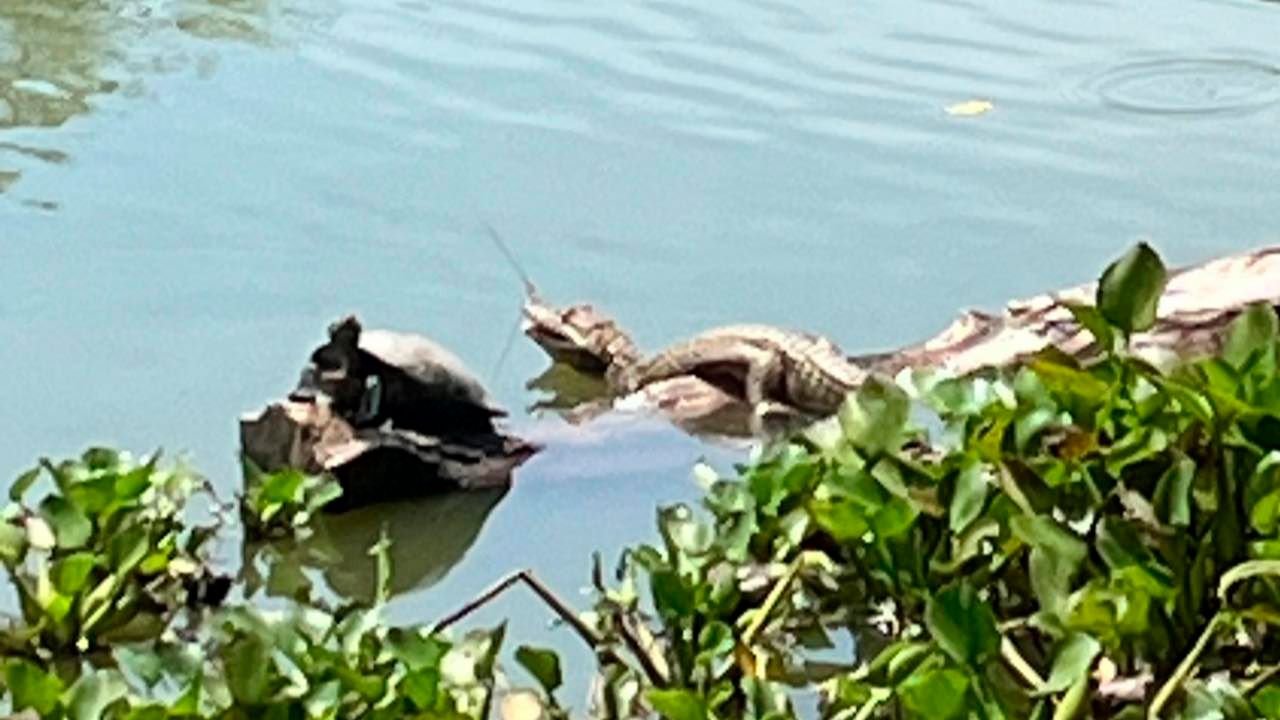 Operativo no logra capturar yacaré en El Curichi