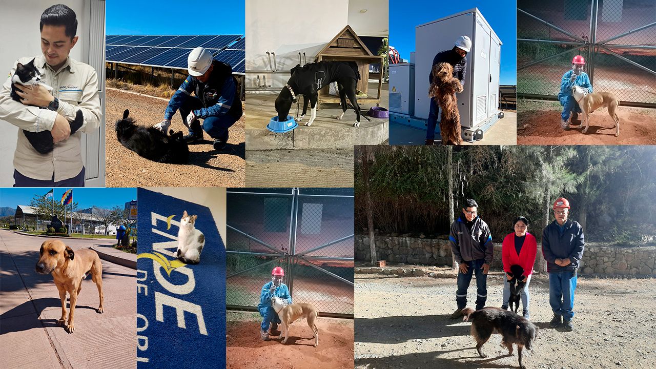 Más de 30 mascotas forman parte de los equipos de trabajo de ENDE 