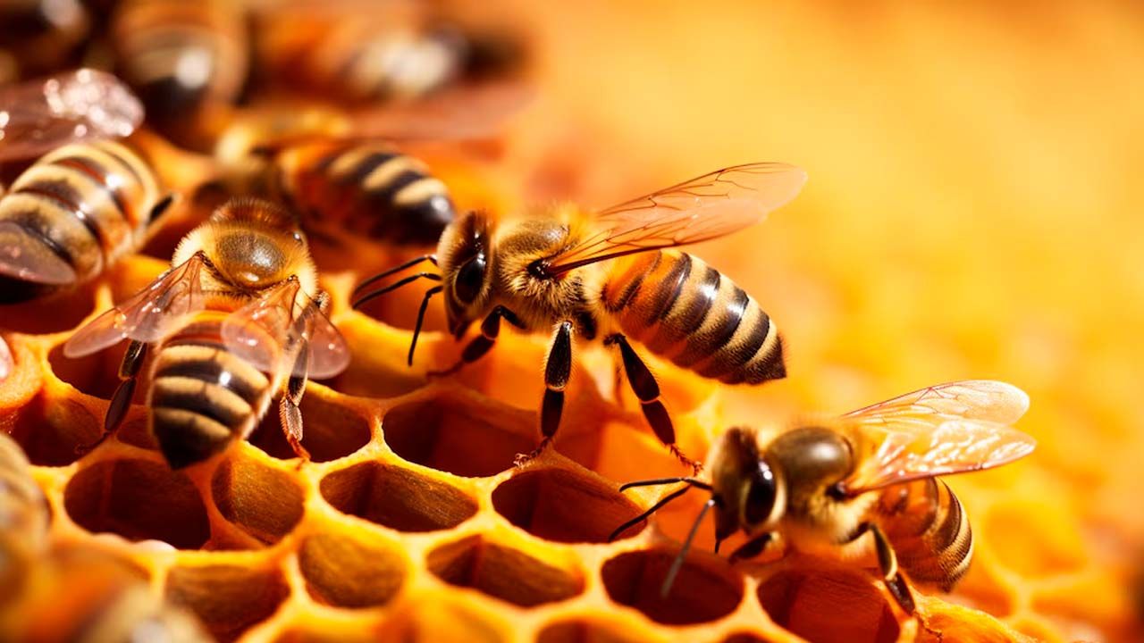 La ciencia investiga el veneno de abeja como alternativa frente al cáncer de mama