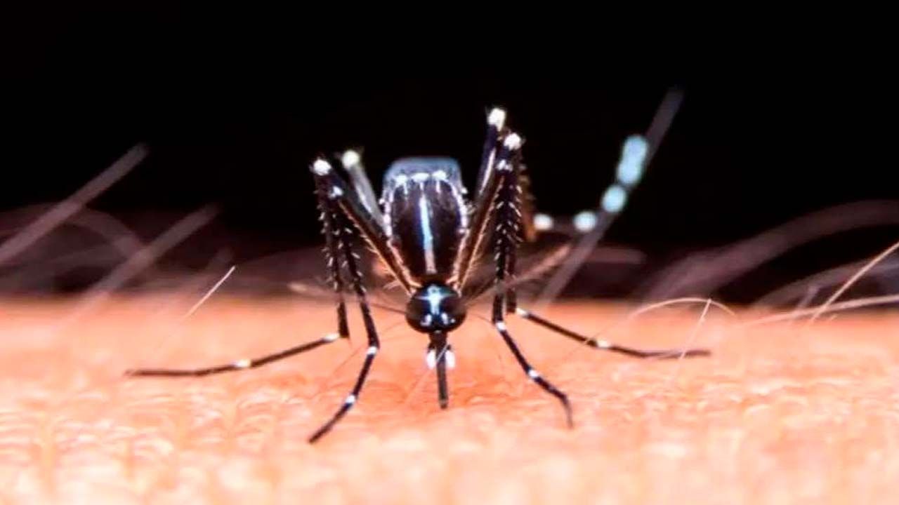 Potosí se declara en alerta epidemiológica por casos de chikungunya