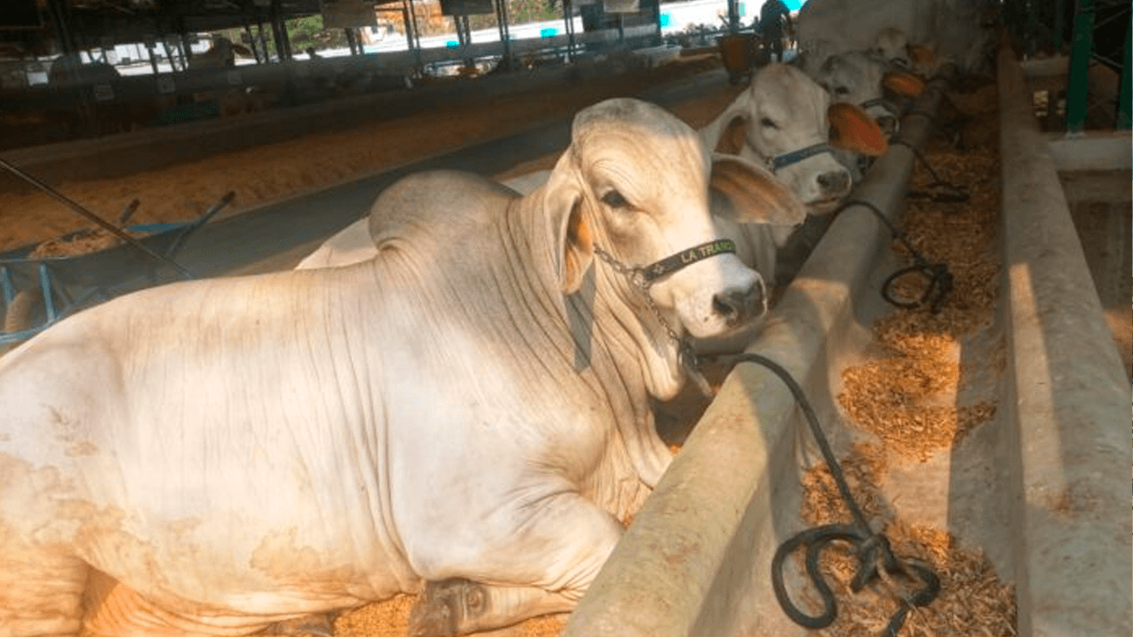  Agropecruz 2026 arranca con el ingreso de 420 ejemplares y proyecta cifra récord de animales