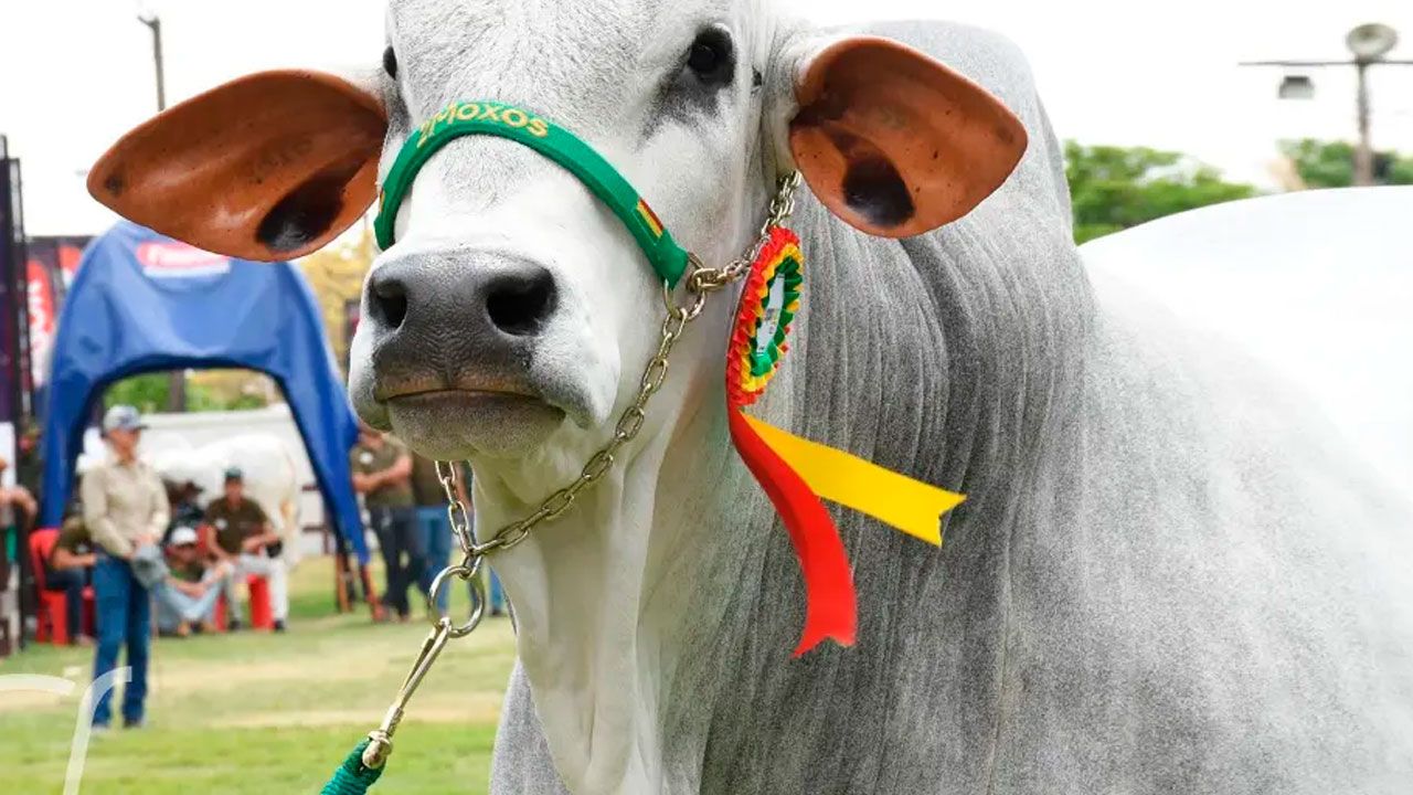 Agropecruz abre sus puertas y presentará al toro más pesado