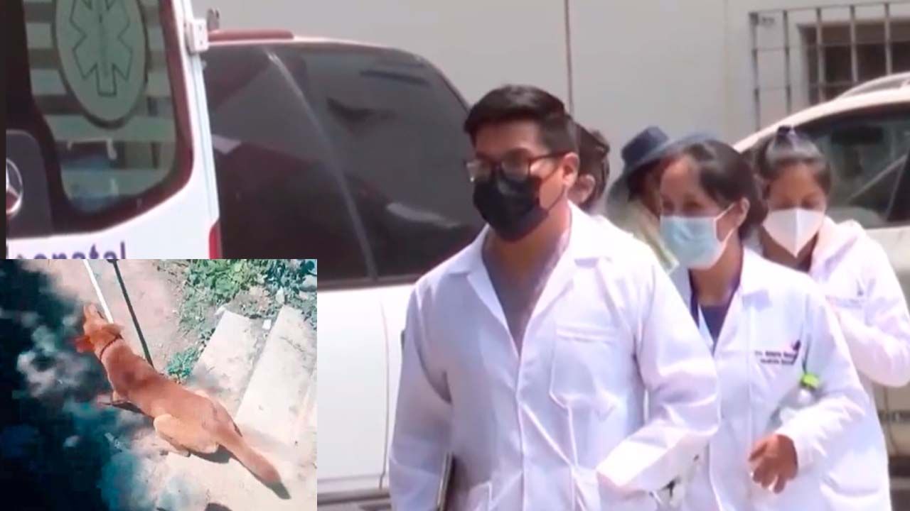 Emergencia sanitaria en Vinto: perro con rabia mordió a 13 personas