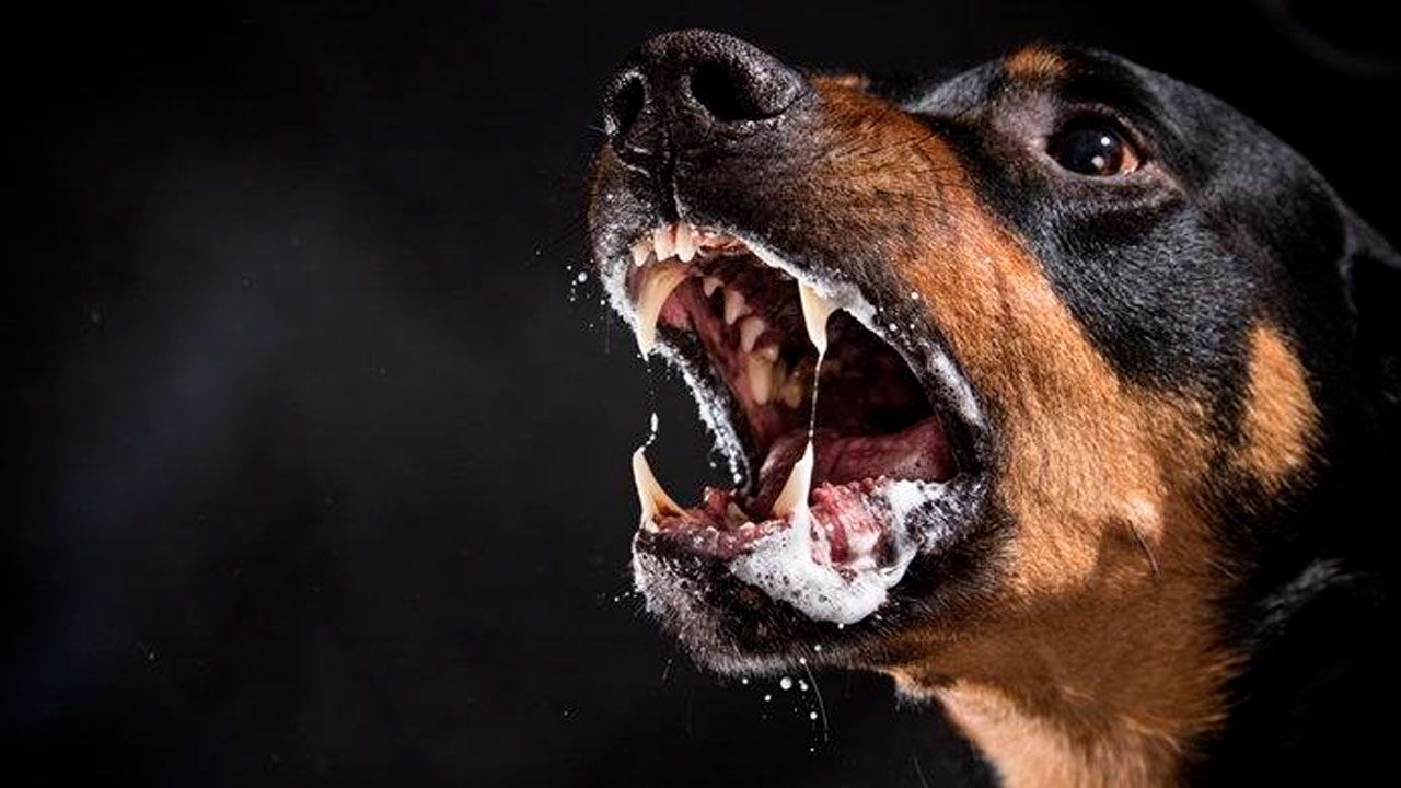 Alerta en Vinto: perro con rabia muerde a 13 personas y más de 10 canes
