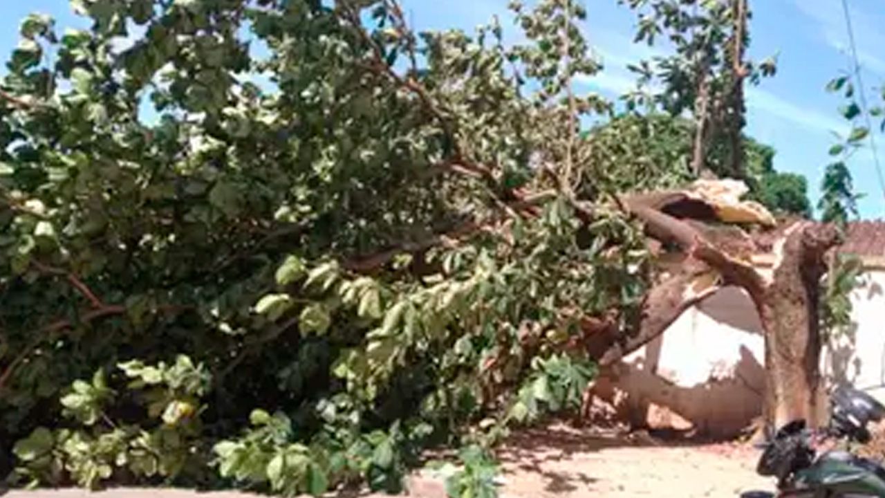 Fuertes ráfagas de viento causan caída de árboles en Santa Cruz