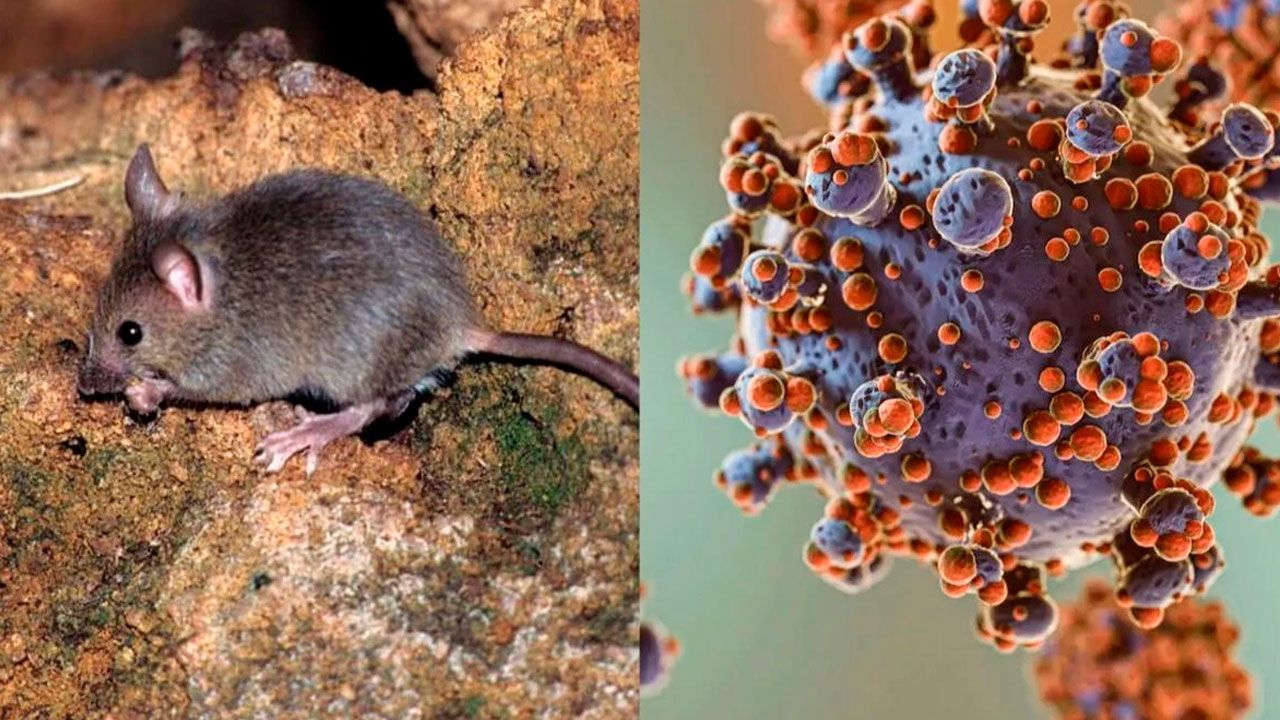 Tarija confirma cuatro casos de hantavirus y activa alerta fronteriza