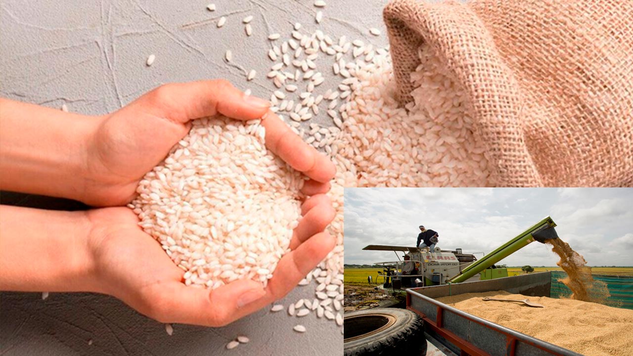 Crisis del arroz amenaza a Asia, África y posiblemente al mundo entero