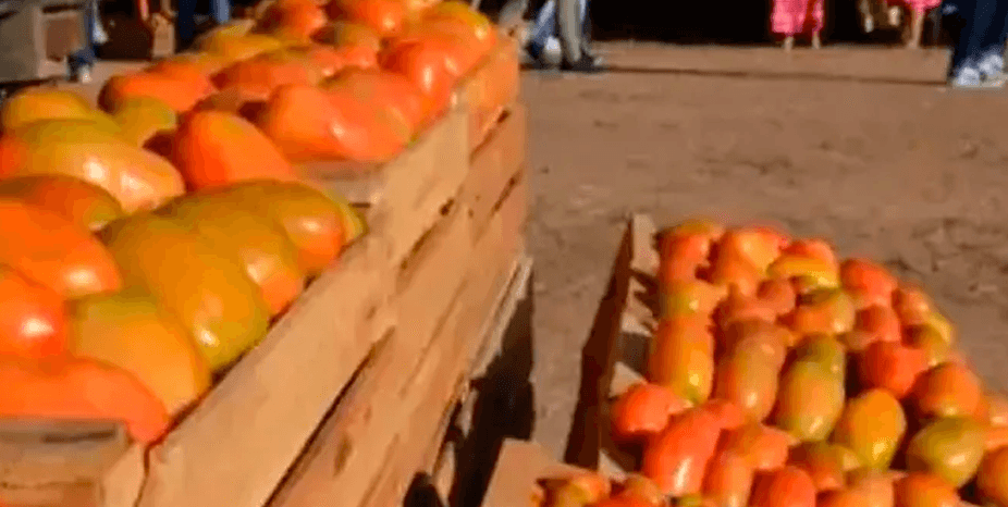 Productores de los Valles Cruceños advierten pérdidas millonarias por los bloqueos