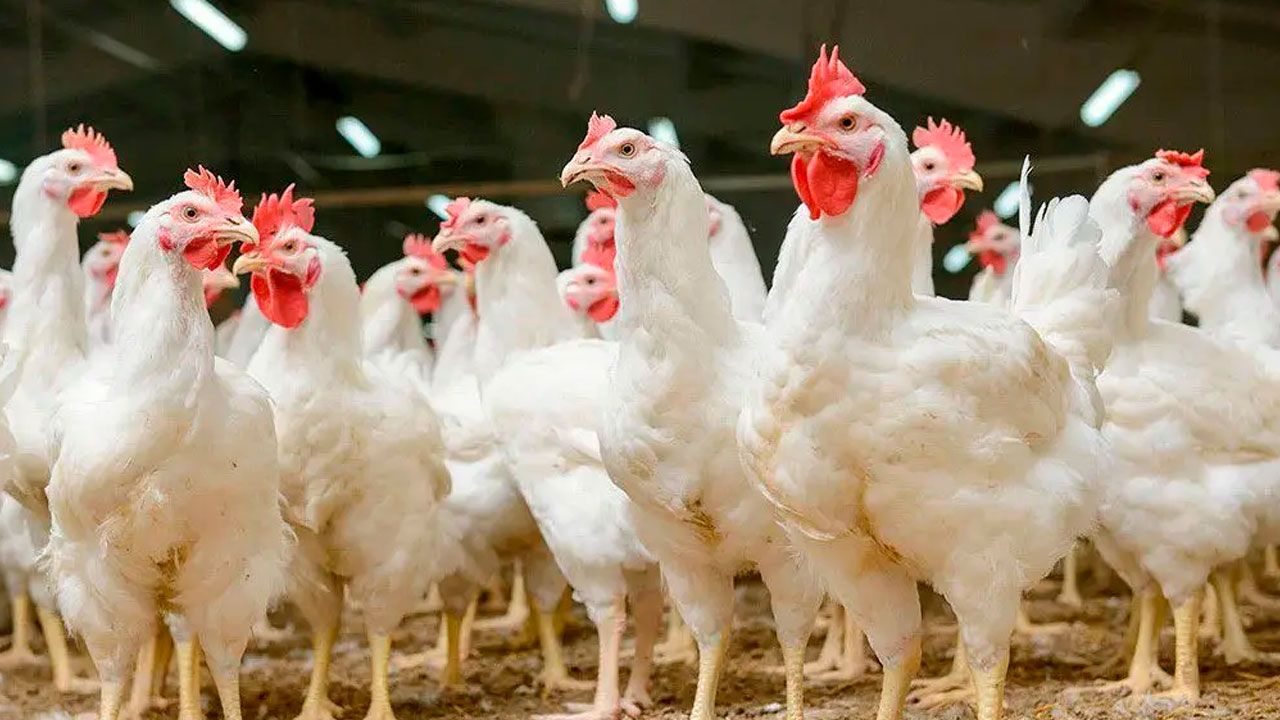 Pollos mueren de hambre en granjas de cochabamba por falta de alimento debido a los bloqueos