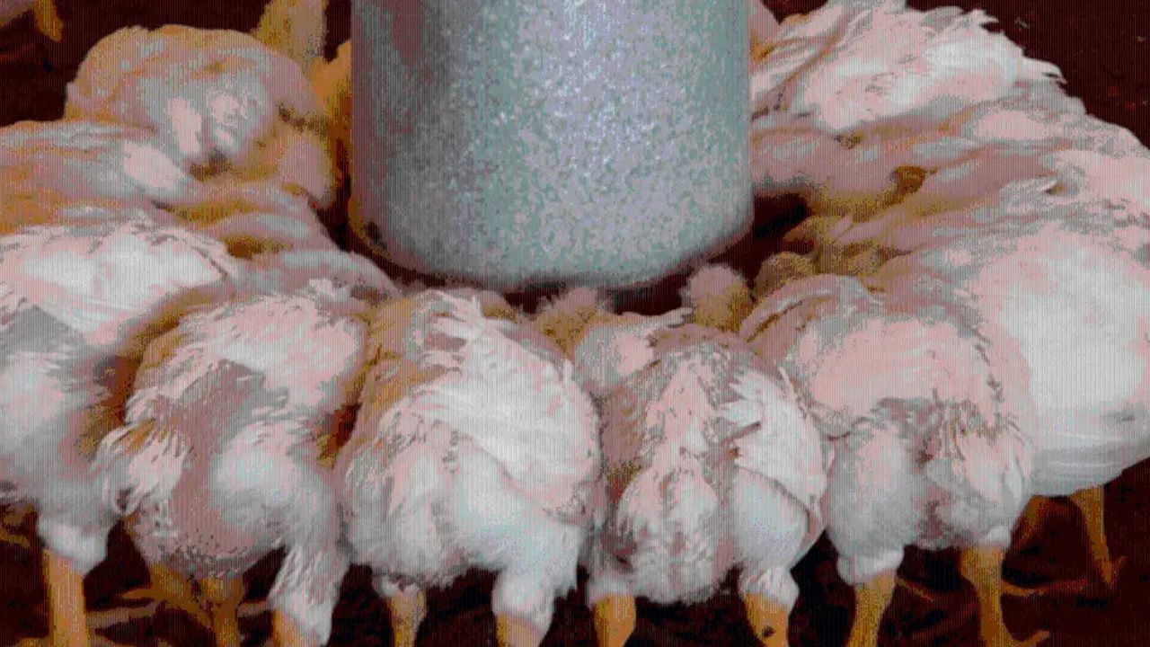 Desesperación en Pocona: Más de 100.000 pollos mueren de hambre por los bloqueos de carreteras