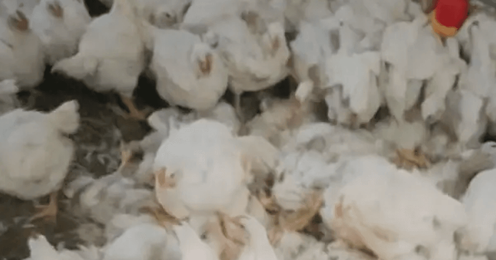 Cochabamba: avicultores reportan más de 200 mil aves muertas y un millón de huevos perdidos por los bloqueos