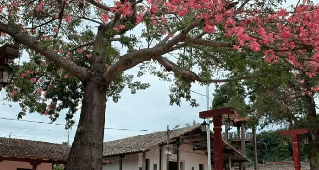 Porongo alista una jornada de fé y tradición por San Juan Bautista