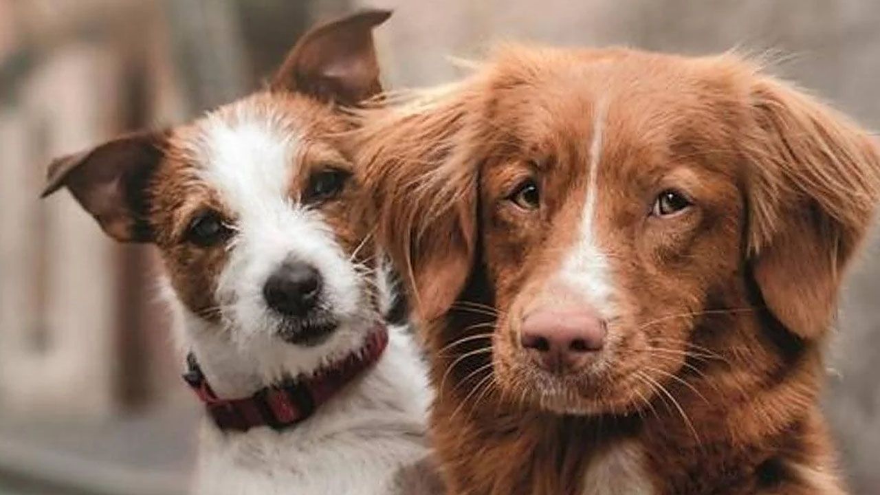 Pofoma recomienda cómo proteger a las mascotas de la pirotecnia
