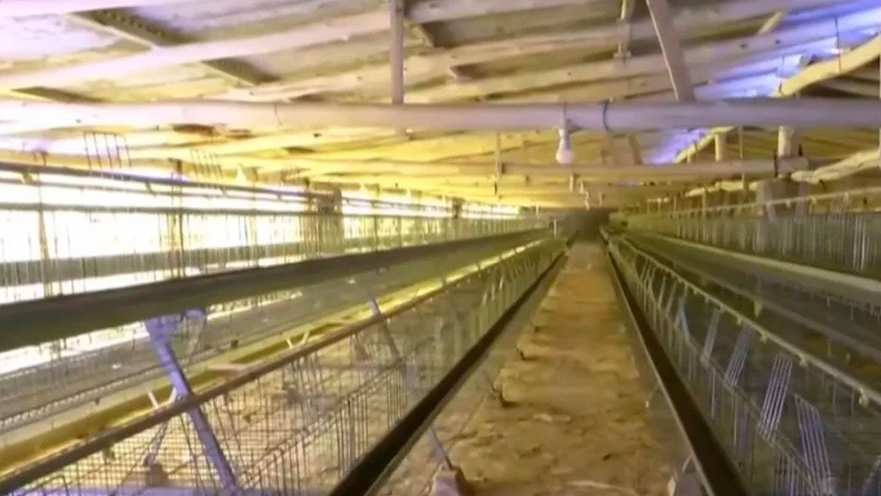 Avicultores advierten posible alza del precio del pollo por pérdidas durante los bloqueos