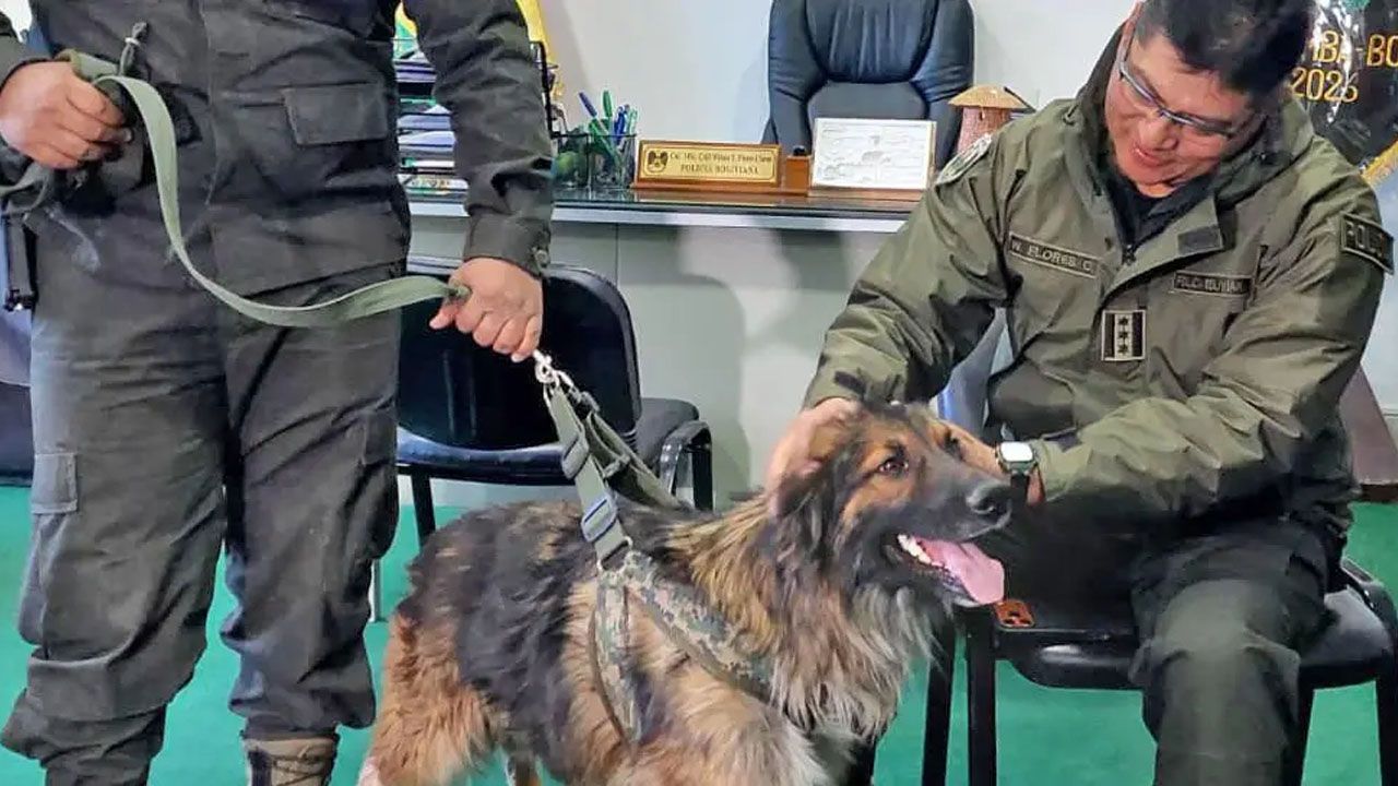 Rex, el “perrito desbloqueador”, será ascendido a sargento de la Policía y recibe entrenamiento