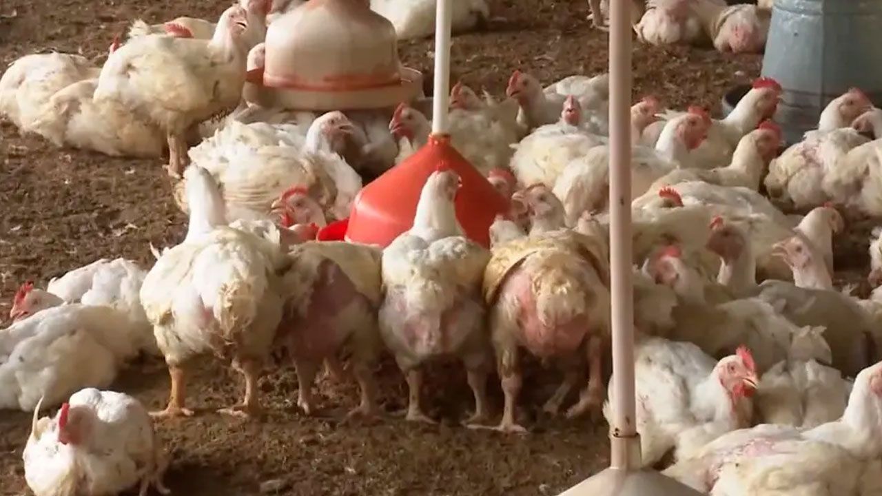 Bloqueos dejaron sin capital y en quiebra a productores avícolas de mairana
