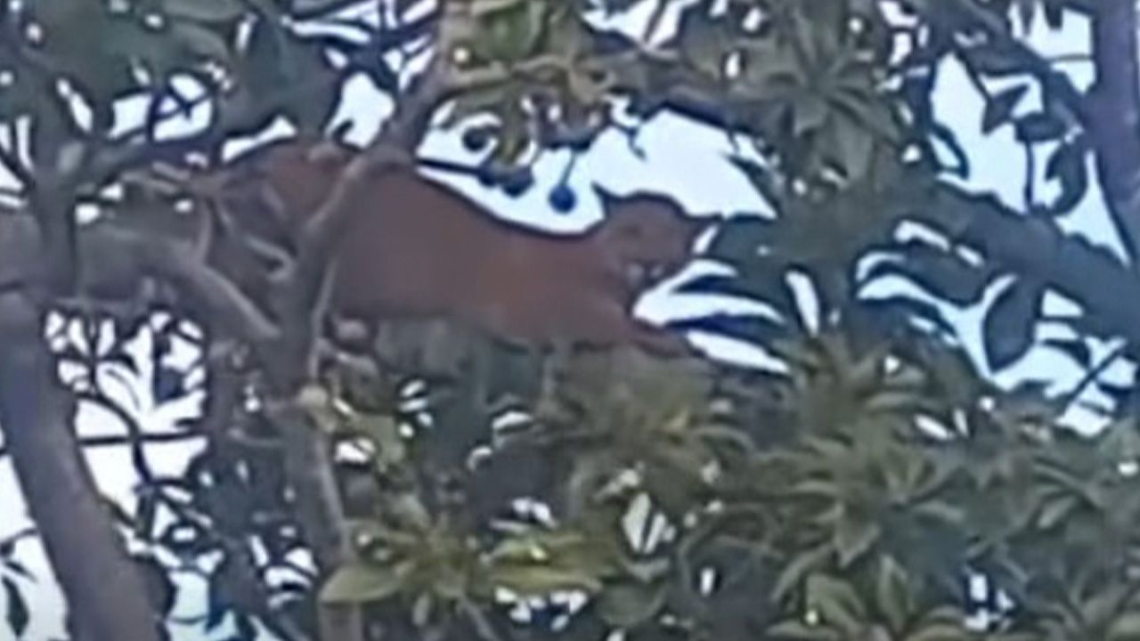 Alerta por avistamiento de puma en San José de Chiquitos