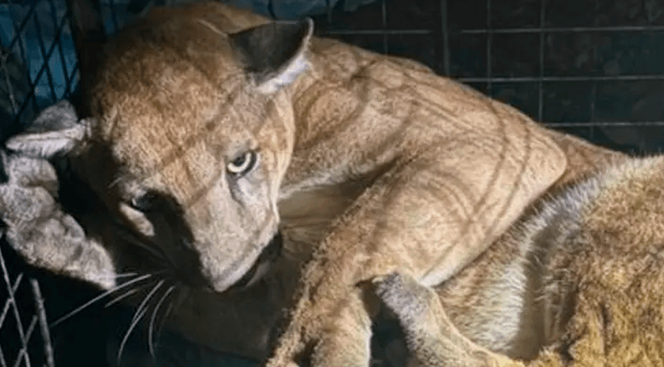 Rescatan a puma que permaneció por horas en un árbol en San José de Chiquitos