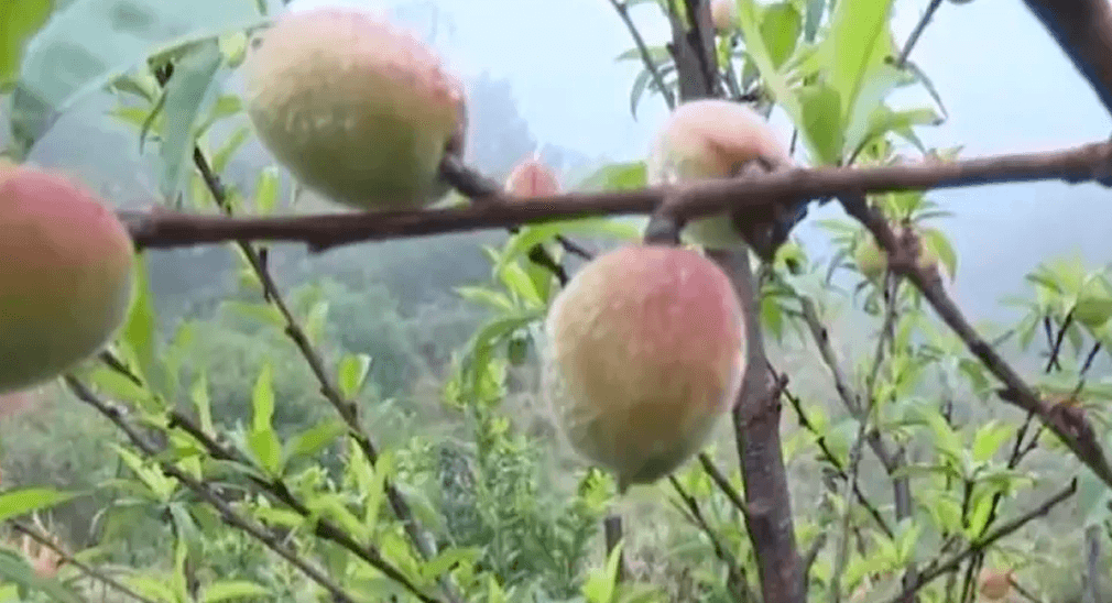 Productores de los valles aplican medidas para proteger sus cultivos ante el descenso de temperaturas