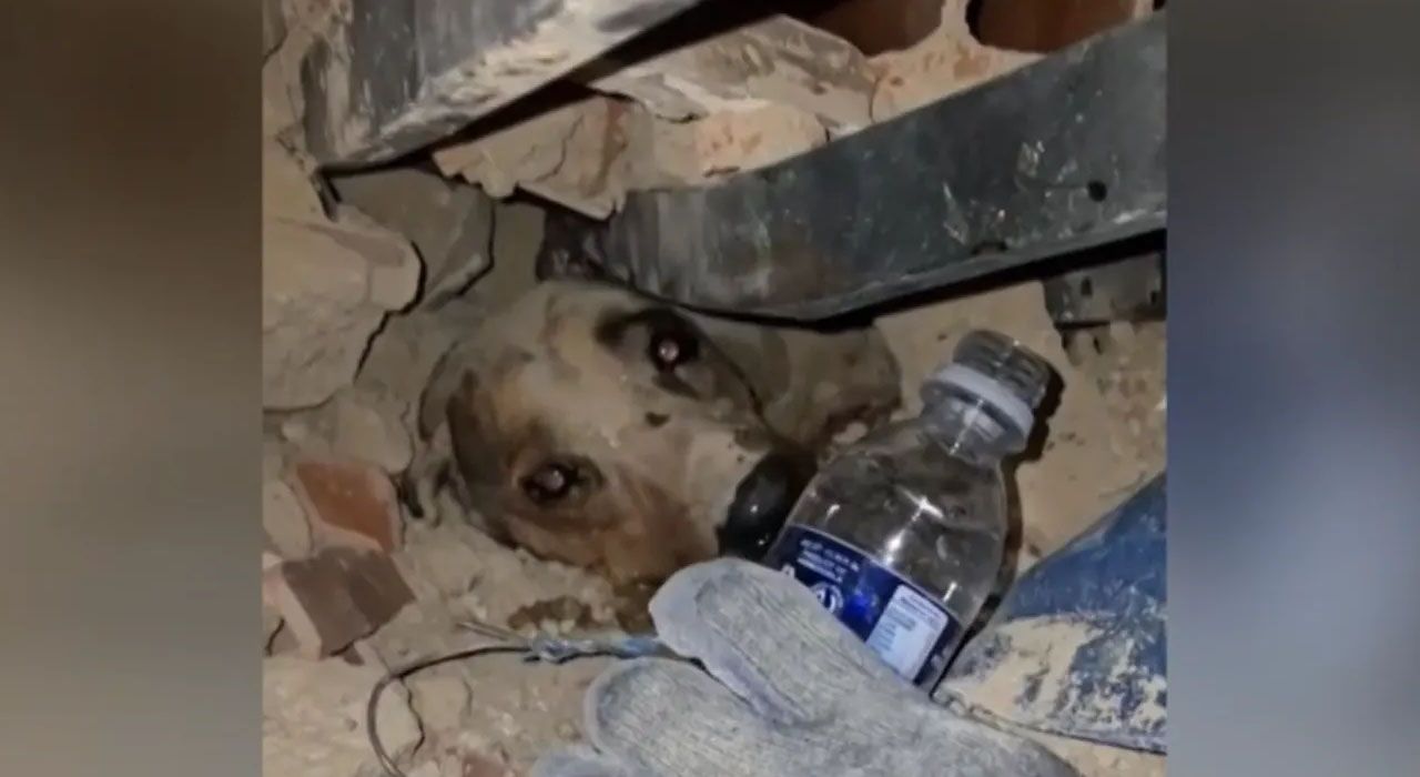Rescatan con vida a un perrito atrapado tras el terremoto en Venezuela