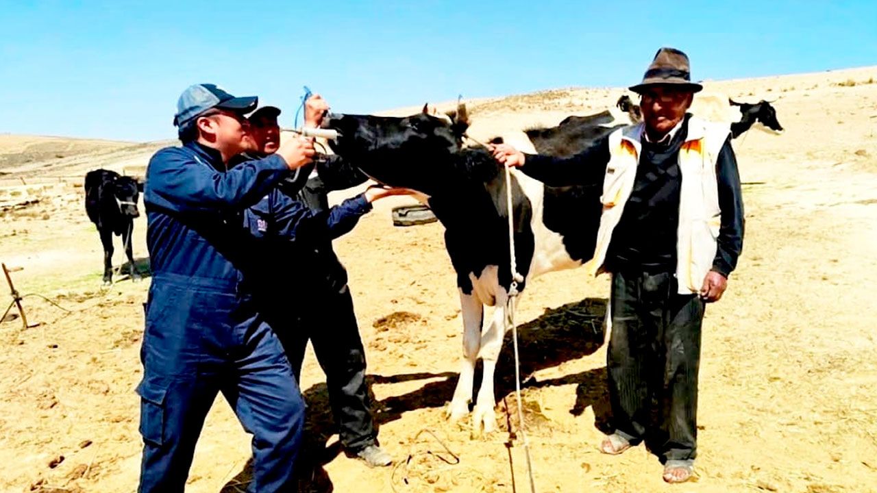 Alcaldía de el alto entregará vitaminas y antiparasitarios para fortalecer la producción ganadera