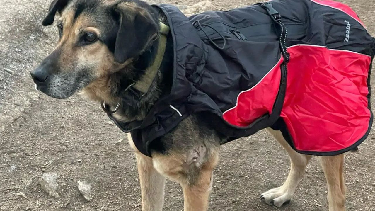 Cómo proteger a las mascotas del frío