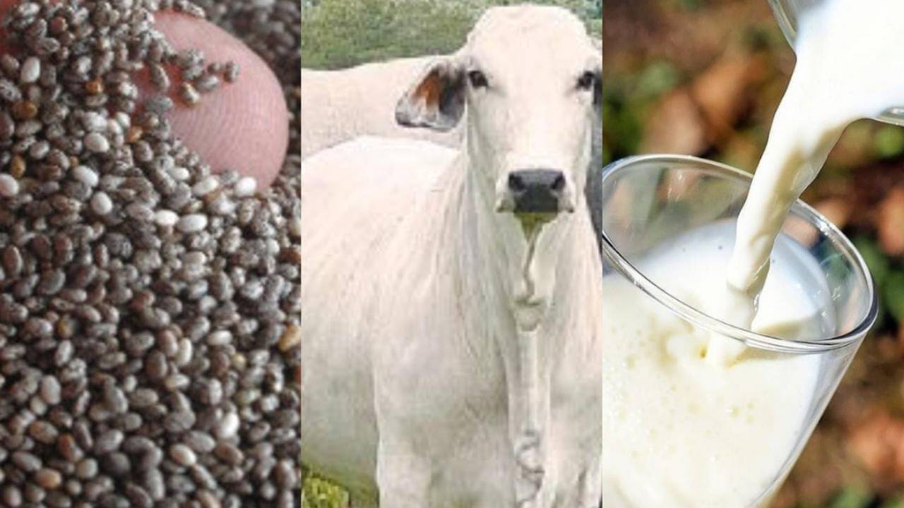 Comisión técnica de China y Chile llegó a Bolivia para la compra de chía, carne y leche: Gobierno gestiona nuevos mercados de exportación